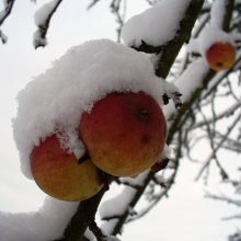 Āboli sniegā