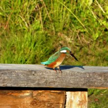 Zivju dzenītis  (Alcedo atthis)