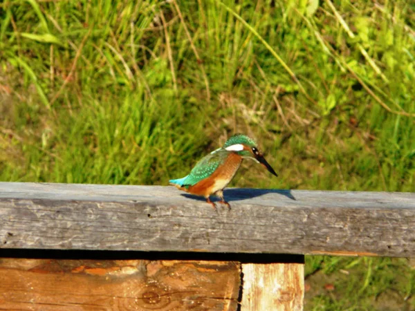 Zivju dzenītis  (Alcedo atthis)