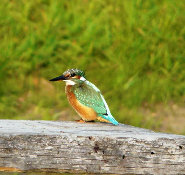 Zivju dzenītis  (Alcedo atthis)