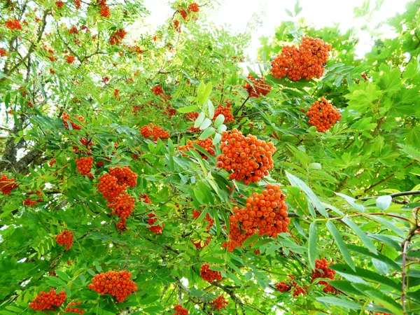 Pīlādzis